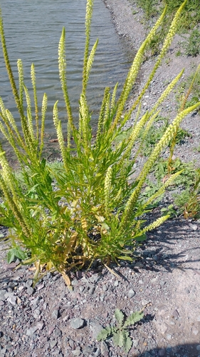 Weld (Reseda luteola)
