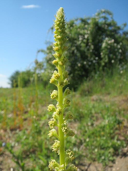 Weld: Färber-Wau ( Reseda luteola ) bei Neulußheim