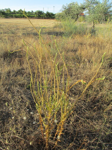 Weld (Reseda luteola)