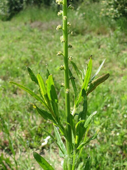 Weld: Färber-Wau ( Reseda luteola ) bei Neulußheim