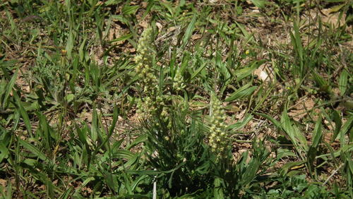 Weld (Reseda luteola)