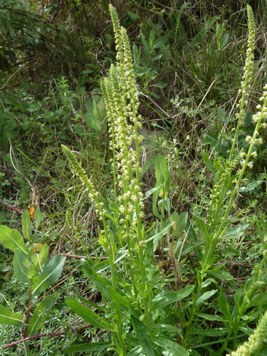 Weld (Reseda luteola)