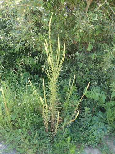 Weld (Reseda luteola)