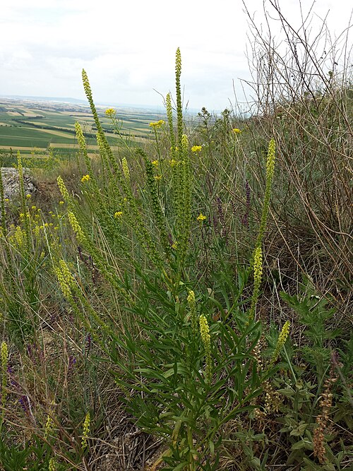 Weld: This media shows the natural monument in Lower Austria with the ID MI-052 .