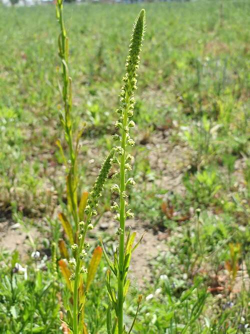 Weld: Färber-Wau ( Reseda luteola ) bei Neulußheim