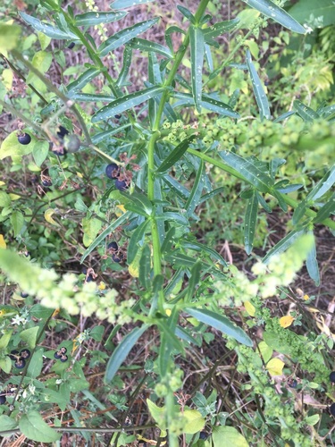 Weld (Reseda luteola)