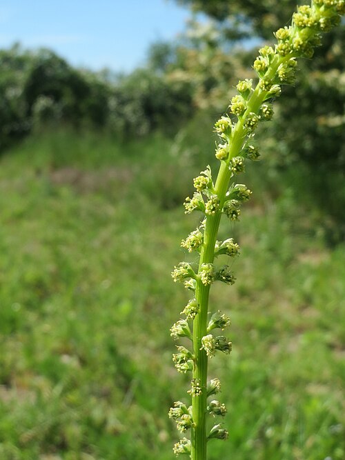 Weld: Färber-Wau ( Reseda luteola ) bei Neulußheim