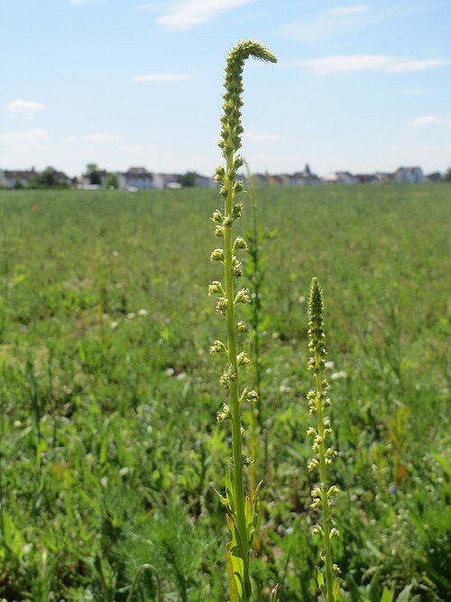Weld: Färber-Wau ( Reseda luteola ) bei Neulußheim
