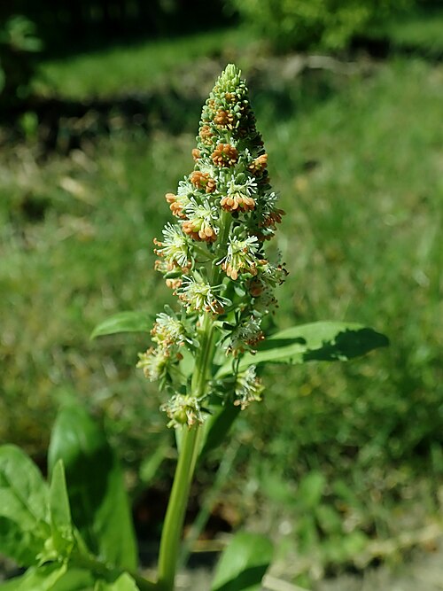 Garden mignonette: Reseda odorata , allotment garden in Szczecin, West Pomeranian Voivodeship, Poland.