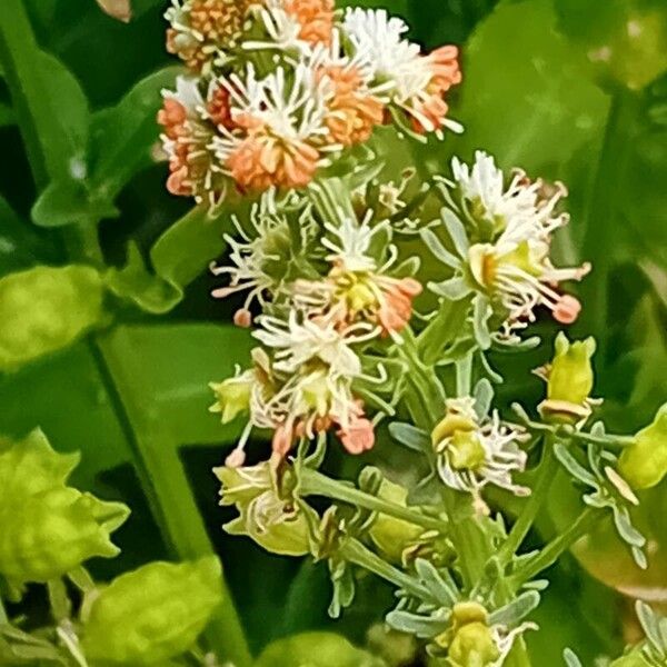 Garden mignonette (Reseda odorata)