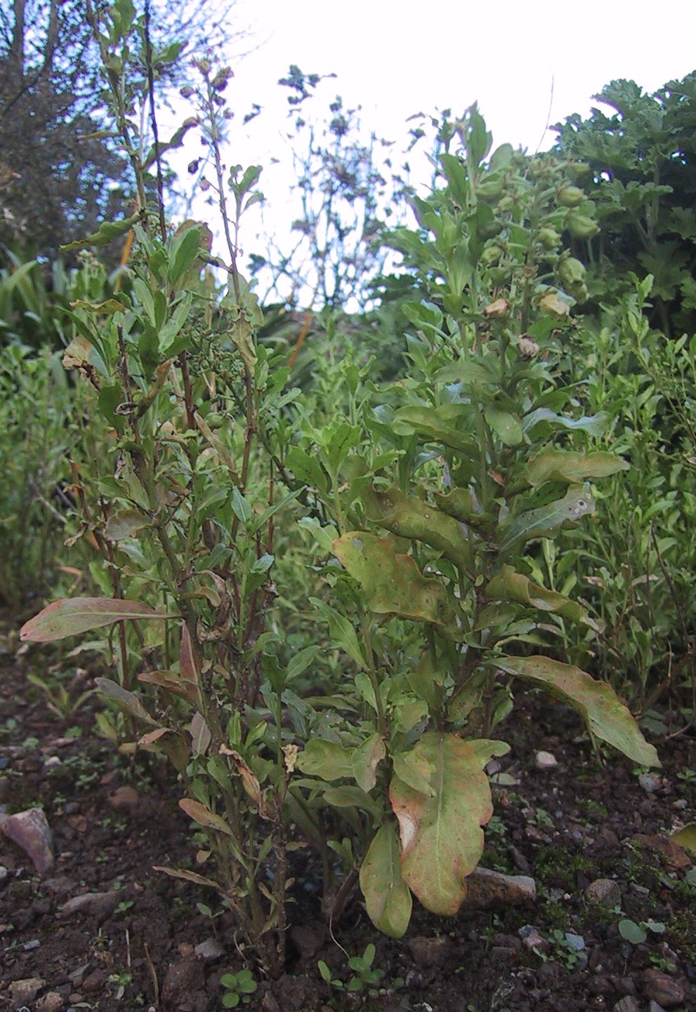 Garden mignonette: réséda odorant