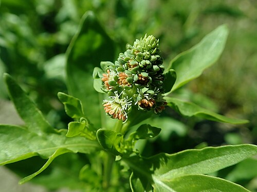 Garden mignonette: Reseda odorata , allotment garden in Szczecin, West Pomeranian Voivodeship, Poland.