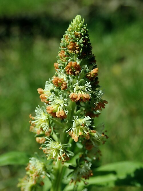 Garden mignonette: Reseda odorata , allotment garden in Szczecin, West Pomeranian Voivodeship, Poland.