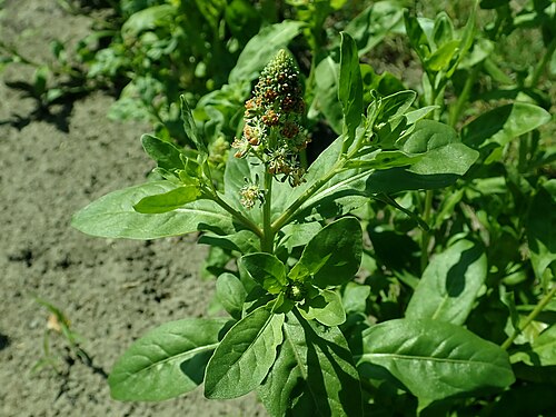 Garden mignonette: Reseda odorata , allotment garden in Szczecin, West Pomeranian Voivodeship, Poland.
