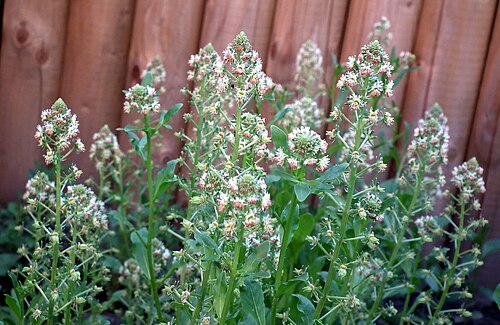 Garden mignonette: Flowers of Reseda odorata