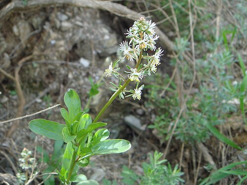 Rampion mignonette: Corn Mignonette, Spain,Ceuta.