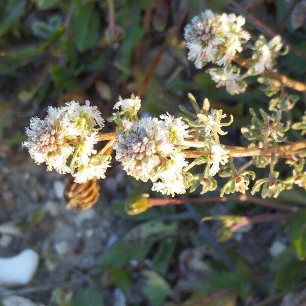 Rampion mignonette (Reseda phyteuma)