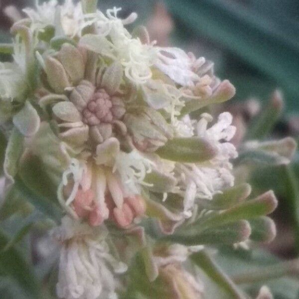 Rampion mignonette (Reseda phyteuma)