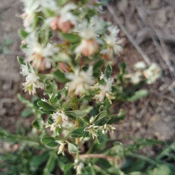 Rampion mignonette (Reseda phyteuma)