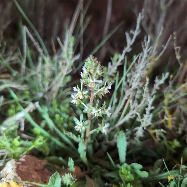 Rampion mignonette (Reseda phyteuma)