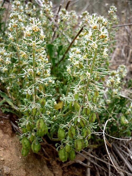 Rampion mignonette: Reseda phyteuma . In Torà (Segarra-Catalunya). To 450 m. altitude