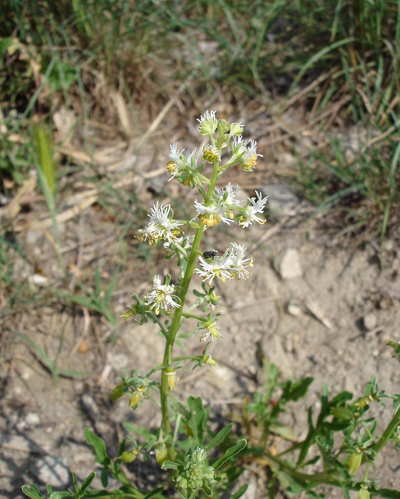 Rampion mignonette (Reseda phyteuma)