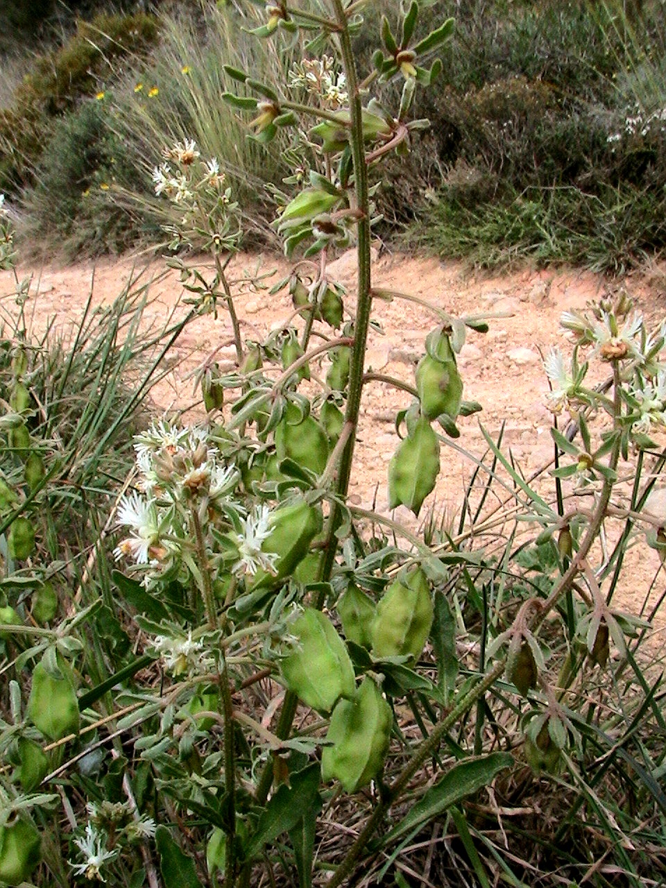 Rampion mignonette: Reseda phyteuma . In Torà (Segarra-Catalunya). To 570 m. altitude
