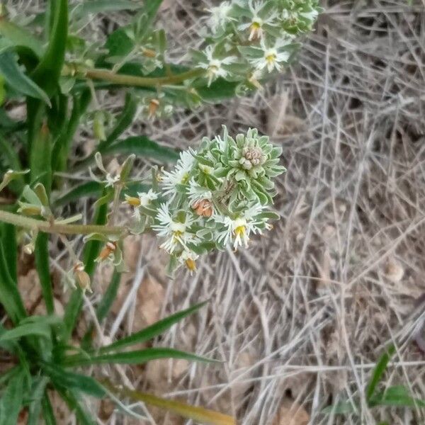 Rampion mignonette (Reseda phyteuma)