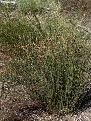Restio albotuberculatus (Restio albotuberculatus)