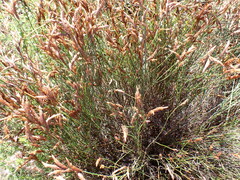 Restio albotuberculatus (Restio albotuberculatus)