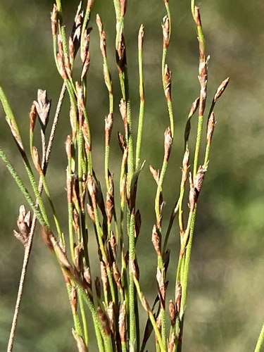 Restio albotuberculatus (Restio albotuberculatus)