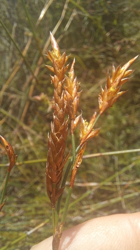 Restio albotuberculatus (Restio albotuberculatus)