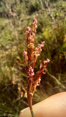 Restio albotuberculatus (Restio albotuberculatus)
