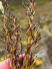Restio asperus (Restio asperus)
