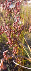 Russet reed (Restio bifarius)