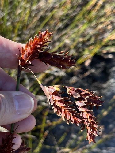 Russet reed (Restio bifarius)