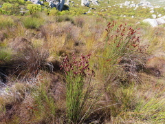 Russet reed (Restio bifarius)
