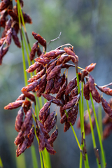 Russet reed (Restio bifarius)