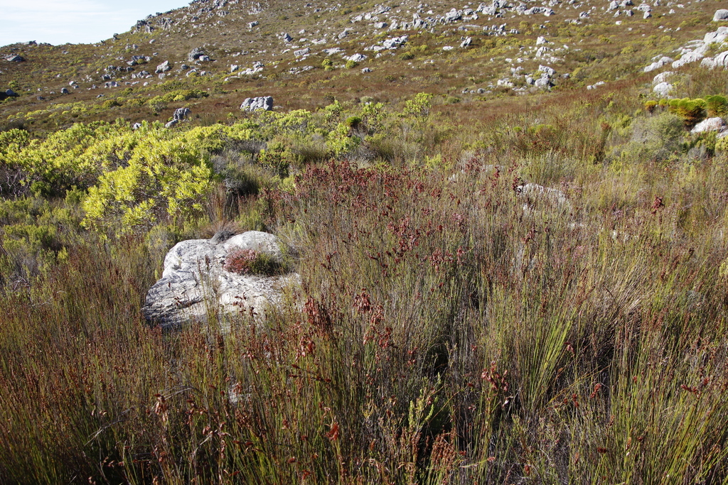 Russet reed (Restio bifarius)