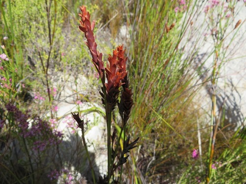 Russet reed (Restio bifarius)