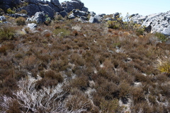 Restio caespitosus (Restio caespitosus)
