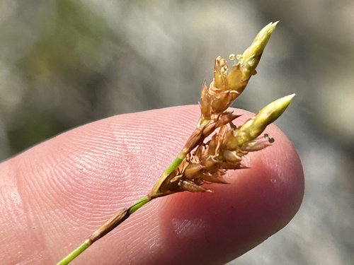 Restio calcicola (Restio calcicola)