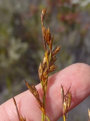 Restio calcicola (Restio calcicola)