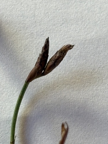 Restio calcicola (Restio calcicola)