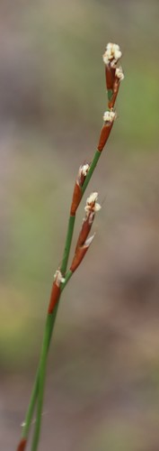 Restio capensis (Restio capensis)