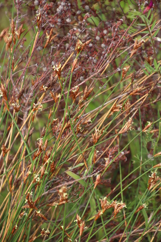 Restio capensis (Restio capensis)