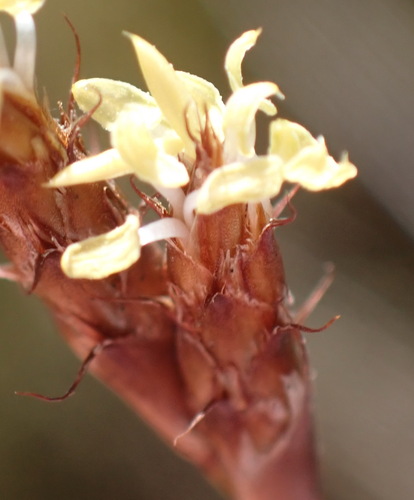 Restio capensis (Restio capensis)