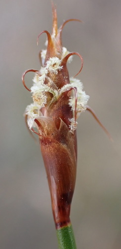 Restio capensis (Restio capensis)