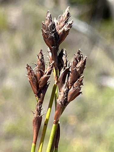 Restio capensis (Restio capensis)