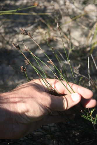 Restio capensis (Restio capensis)